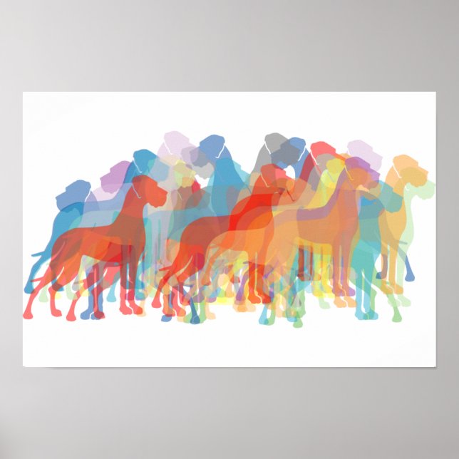 Colored Danes Poster (Vorne)