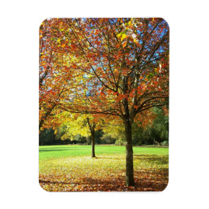 Colorful Autumn Trees Magnet