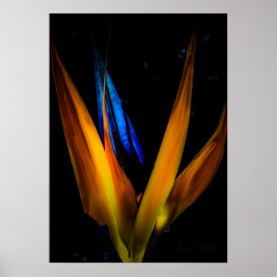 Colorful Bird of Paradise Flower Poster Print