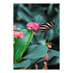 colorful butterfly in the garden fotodruck