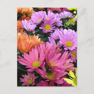 Colorful Daisis Foto Postcard Postkarte