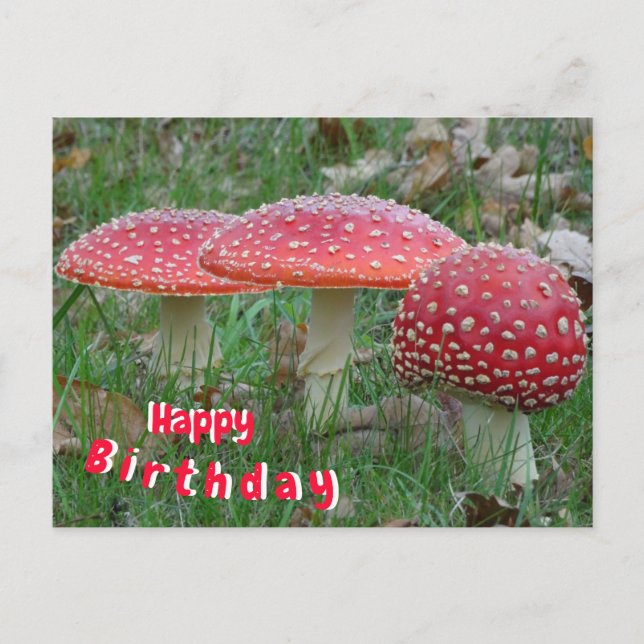 Colorful Fly Amanitas Happy Birthday Postcard Postkarte (Vorderseite)