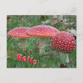 Colorful Fly Amanitas HELLO Postcard Postkarte