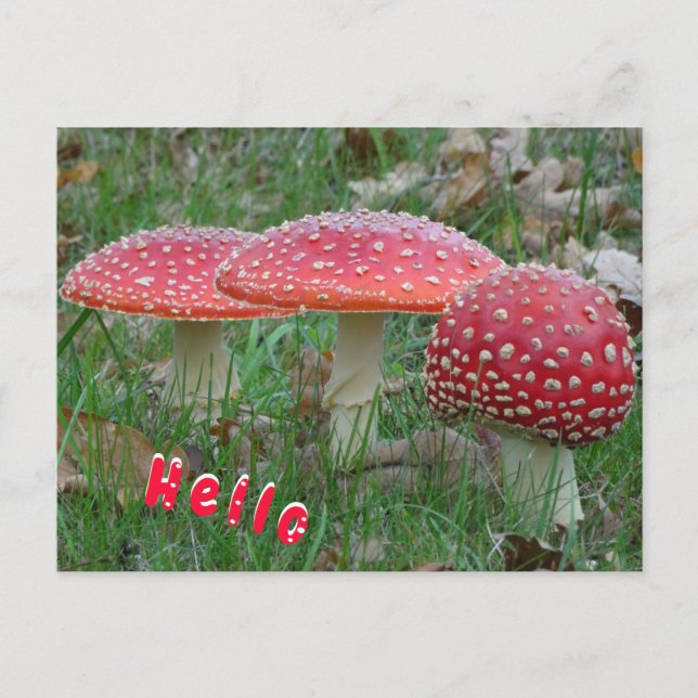 Colorful Fly Amanitas HELLO Postcard Postkarte (Vorderseite)