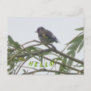 Colorful Goldfinch Hello Postcard Postkarte