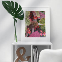 Colorful Hairy Begonia Floral