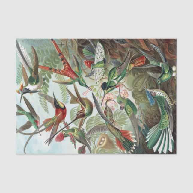 Colorful Hummingbirds von Ernst Haeckel Seidenpapier (Vorderseite)