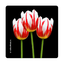 Colorful Irises Lilies Rudbeckias Tulips Blume