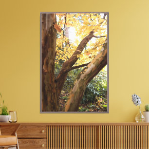 Colorful Japanese Stewartia Tree Photographic Leinwanddruck