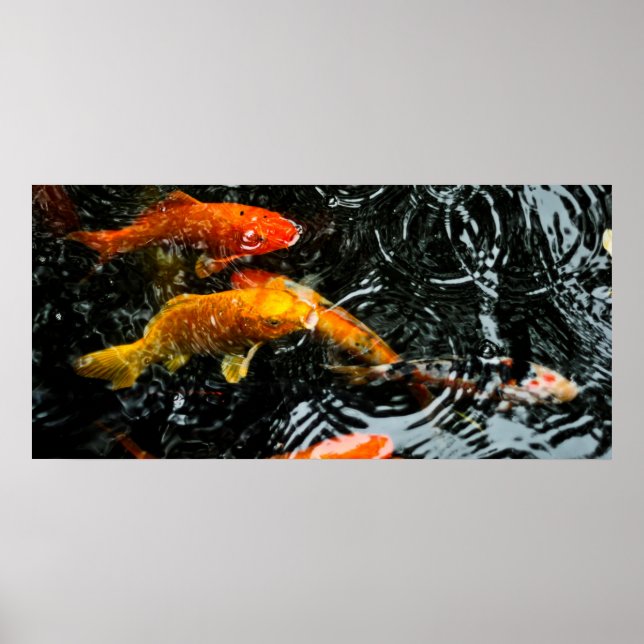 Colorful Koi Fish | Chengdu Poster (Vorne)