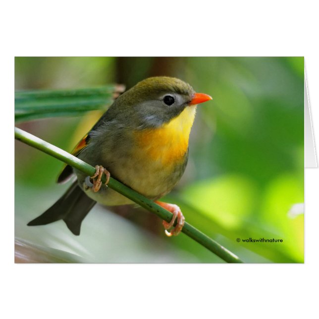 Colorful Leiothrix / Pekin Robin Songbird (Vorderseite (Horizontal))
