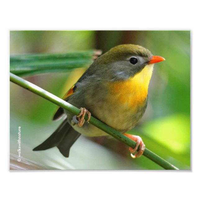 Colorful Leiothrix / Pekin Robin Songbird Fotodruck (Vorne)