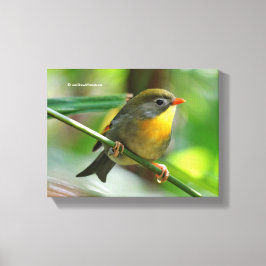 Colorful Leiothrix / Pekin Robin Songbird Leinwanddruck