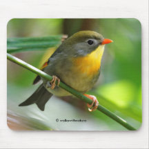 Colorful Leiothrix / Pekin Robin Songbird