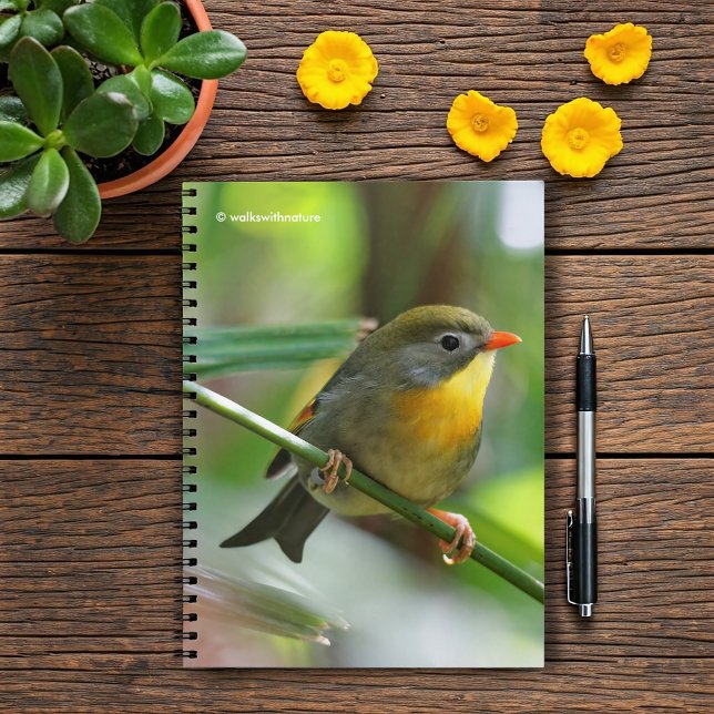 Colorful Leiothrix / Pekin Robin Songbird Notizblock (Colorful Leiothrix Pekin Robin on the Branch Journal Cover Photo)