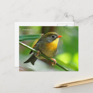 Colorful Leiothrix Pekin Robin Songbird Postkarte