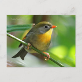 Colorful Leiothrix Pekin Robin Songbird Postkarte