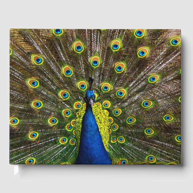 Colorful peacock gästebuch (Vorderseite)