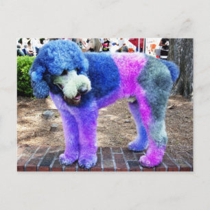 Colorful Poodle Postkarte