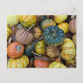 Colorful Pumpkin Postcard Postkarte