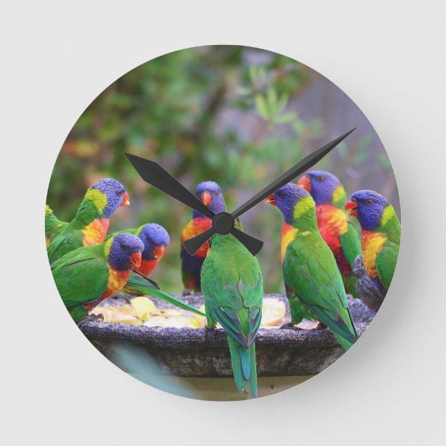 Colorful Rainbow Lorikeet Parrots Eating Runde Wanduhr (Vorderseite)