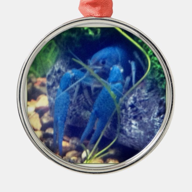 colorfull Blauhummer Silbernes Ornament (Vorne)