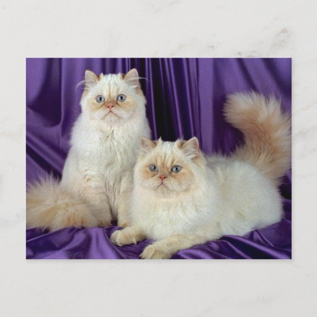 Colorpoint Longhair, cremefarbener Punkt Postkarte (Vorderseite)