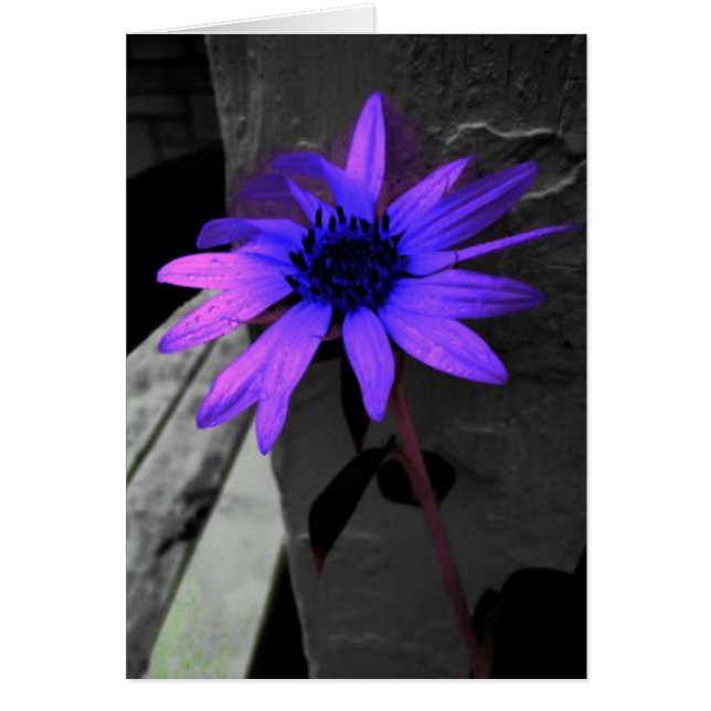 Colorsplash Purple Flower Black and White (Vorne)