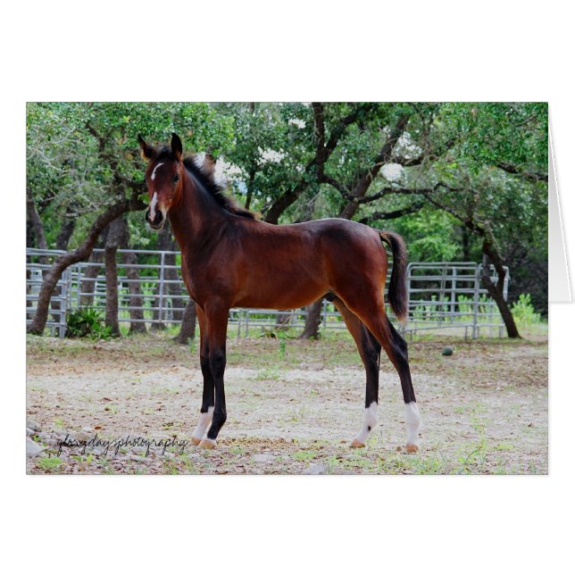 Colt, Glorydaysphotographie (Vorderseite (Horizontal))