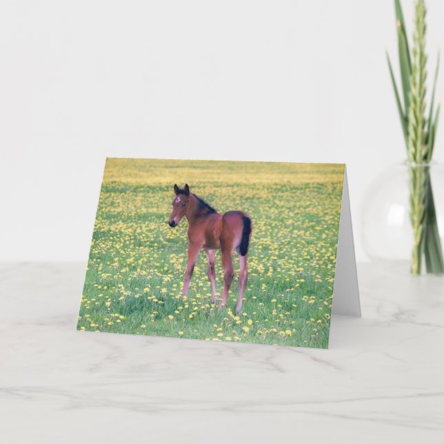 Colt in Dandelion Field Karte (Vorderseite)