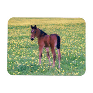 Colt in Dandelion Field Magnet