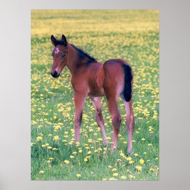 Colt in Dandelion Field Poster (Vorne)