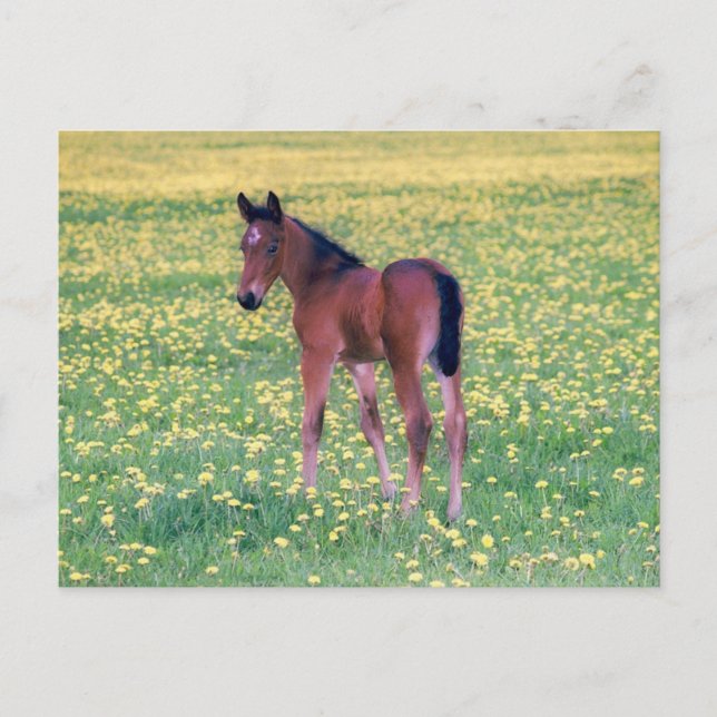 Colt in Dandelion Field Postkarte (Vorderseite)