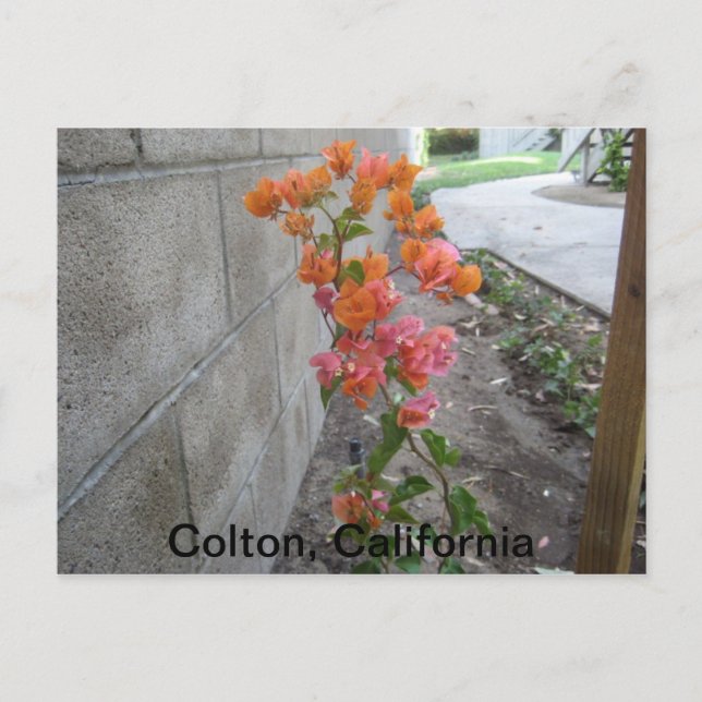 COLTON, C.A., POSTCARD POSTKARTE (Vorderseite)