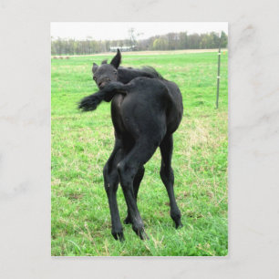 Colts juckender Sturm Postkarte