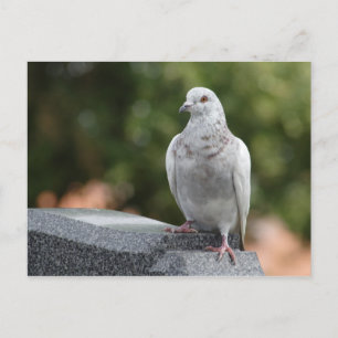 Columba livia domestica postkarte