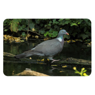 Columba palumbus magnet