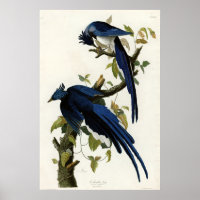 Columbia Jay Birds of America von James Audubon