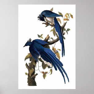 Columbia Jay   John James Audubon Poster