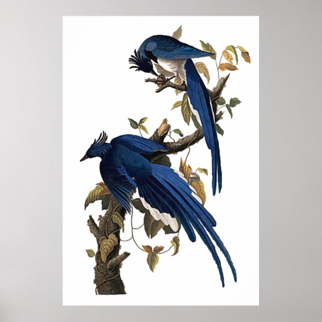 Columbia Jay | John James Audubon Poster (Vorne)