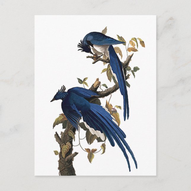 Columbia Jay | John James Audubon Postkarte (Vorderseite)