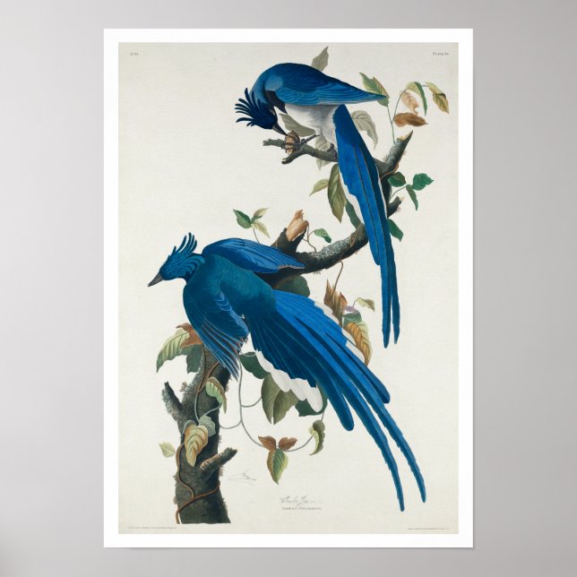 Columbia Jay von Audubon Poster (Vorne)