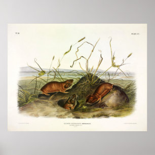 Columbia Pouched Rat, Northern Pocket Gopher Poster