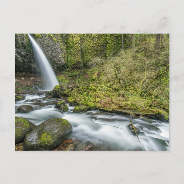Columbia River Gorge, Ponytail Falls Postkarte (Vorderseite)