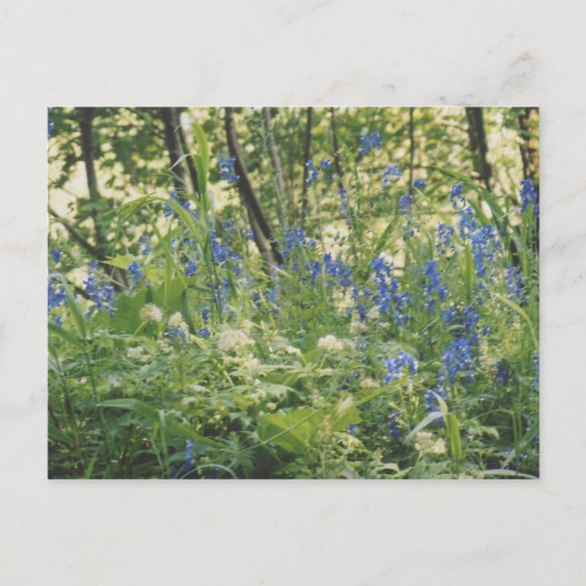 Columbia River Gorge Postkarte (Vorderseite)