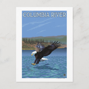 Columbia River, WashingtonEagle Diving Postkarte