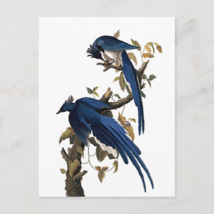 Columbiahäher John James Audubon Postkarte