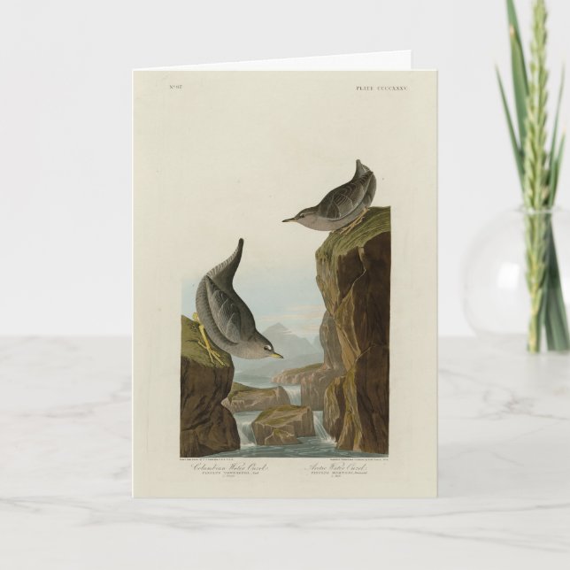Columbian Water Ouzel, Audubons Vögel von Amerika Karte (Vorderseite)