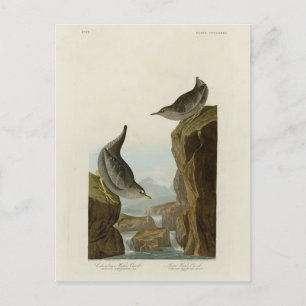 Columbian Water Ouzel, Audubons Vögel von Amerika Postkarte