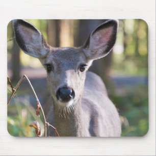 Columbianisches Schwarzschwanz-Mähre   Washington  Mousepad